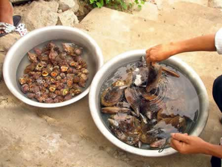 Sản vật từ biển Cù lao Chàm